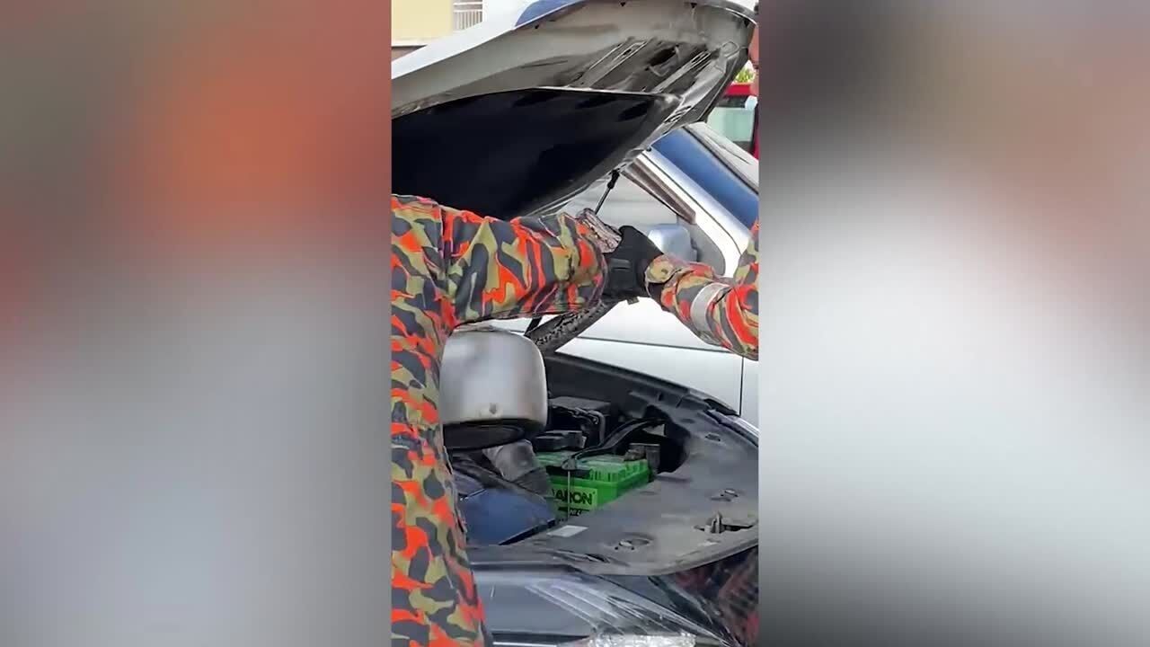 Massive python caught in vehicle's engine in school car park in Malaysia